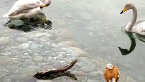 Природа Кавказа