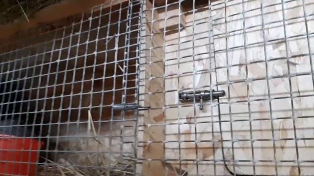 Клетка для кроликов 3 в1.Откорм,маточник и взрослое поголовье. смотреть онлайн