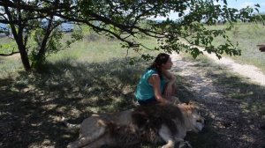 Как Марсель завалился на ногу Олегу Алексеевичу ! Тайган