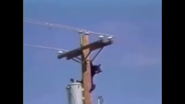 ТОК! Животных ударило током. Электричество ошибок не прощает. смотреть онлайн