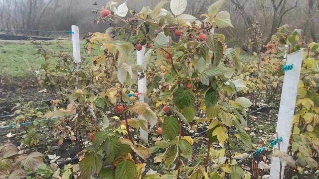 Малина Маравилла - как заканчивали сезон 2020 смотреть онлайн