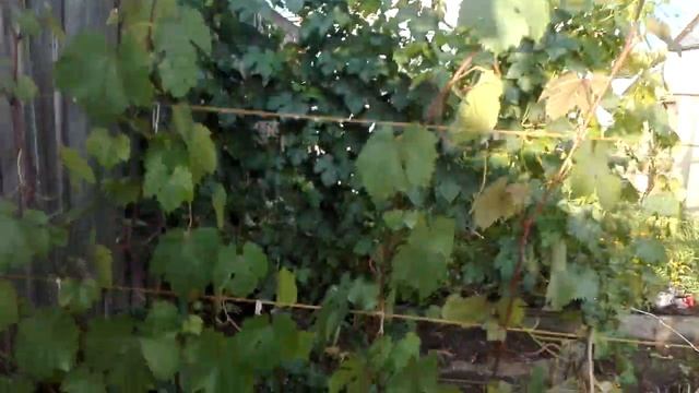 Виноград Гагаринский июль 2020 смотреть онлайн