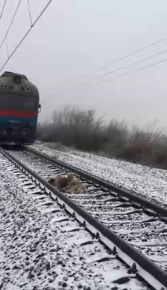 Пес 2 дня оберегал свою подругу на рельсах 