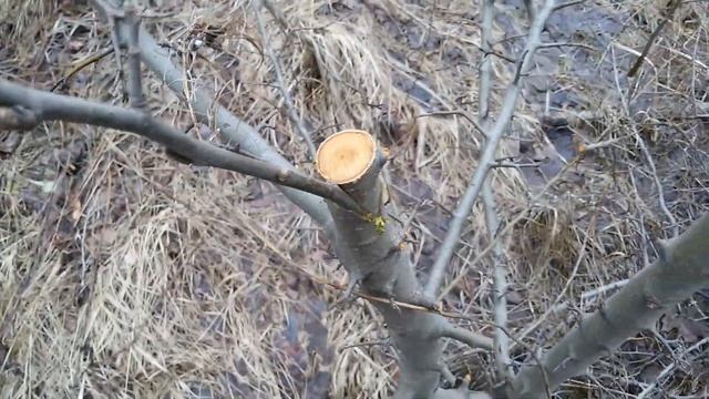 Прививка яблони весной необычным способом.Прививка яблони штрифель сорт.Прививка яблони черенком.СМ смотреть онлайн