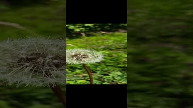 Одуванчик смотреть онлайн