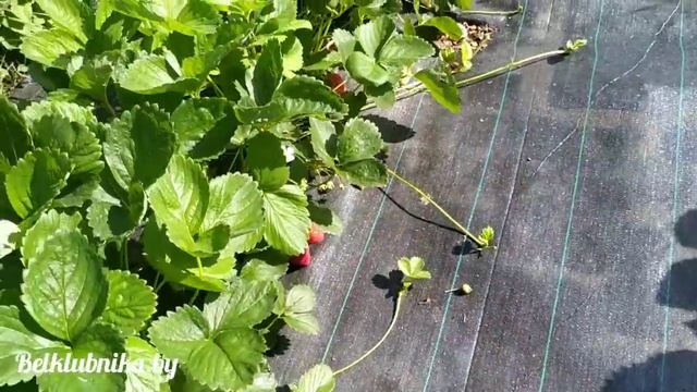 Созревание клубники. Альба, Альбион. Belklubnika.by смотреть онлайн