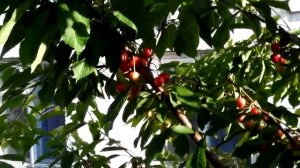 Черешня сорт Мелитопольская черная. В условиях Черниговской обл.