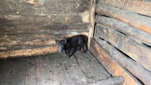 В ГОСТЯХ У БЛОГЕРА АНТОХИ. ЗАБРАЛИ ДИКОГО КАБАНА РАФА ДОМОЙ.