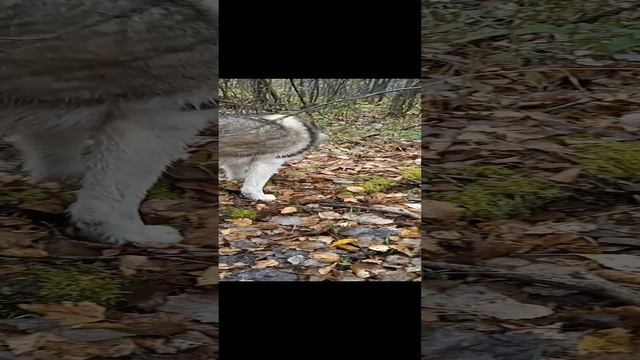 Хаски Умка берёт след