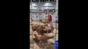 ЯРМАРКА голубей и ВЫСТАВКА птиц Венгрия Будапешт 11.12.2022г /pigeon fair and bird show
