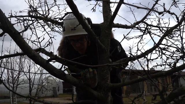 Обрезка плодовых деревьев весной. Весенняя обрезка яблони. Обрезка сада. www.Tree-Work.ru