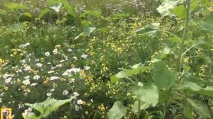 Дом в деревне с печкой своими руками. Планировка.