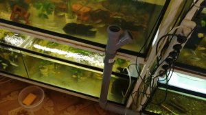 #Аквариум#Вопрос ответ#. Как я сливают воду из аквариумов.#