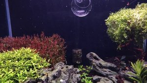 42й день с запуска аквариума. Dennerle 70 литров - Диатомовые водоросли.