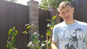 Эффект от микоризы на грецком орехе и апельсинах