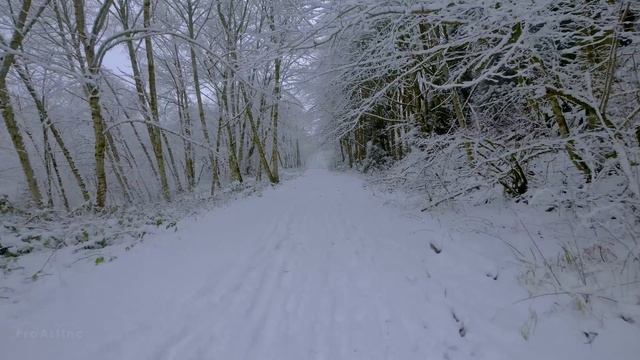 4K Virtual Winter Walk - Walking in a Snow Forest - 3.5 HRS of Crunching Snow Sound