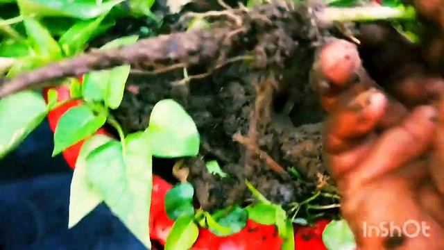 How to Grow Mirabilis jalapa /Mirabili jalapa 4,0 'Clock Growing From Seeds смотреть онлайн