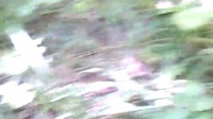 Ложные грибы-Сбор белых грибов-Сбор грибов.Сбор грибов осенью.Боровик сетчатый сбор в лесу