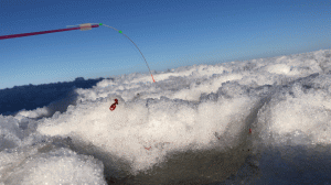 Загибы кивка! Бешеный клёв рыбы. Откуда её там столько?!