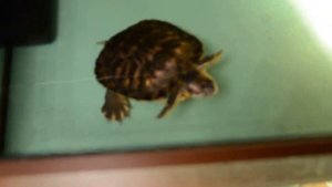 Красноухая черепаха в домашних условиях. Поведение черепахи. Реакция черепахи на видеосъемку