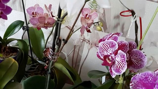 орхидеи, что цветет смотреть онлайн