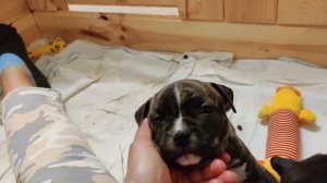 Щенки американского стаффордширского терьера .Малышам месяц❤️