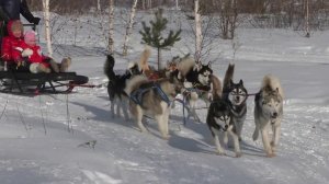 Катания на собачьих упряжках в хаски-центре "Аквилон" 15.02.17