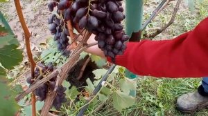 @Виноград кишмиш Близнець в Полтаві  Виноград безнасінневий