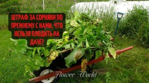 Штраф за сорняки по-прежнему с нами. Что нельзя плодить на даче?