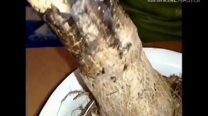Корень подсолнуха. Целебные свойства подсолнуха.