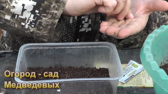 Обязательно посейте сейчас лук Эксибишен