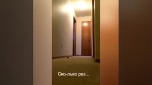 Говорящий попугай/Наташа, закрой окно! Мне холодно!