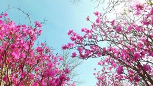 Красота природы весенних цветов. Удивительный мир Весны (4К UHD)