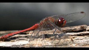 Sony Alpha A7R II (M2) -Объектив Sony FE 90mm f/2.8 Macro G OSS