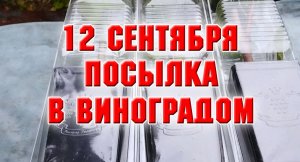 Получила посылку с саженцами винограда.mp4