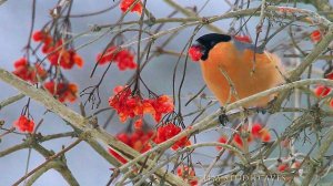 Снегирь и калина. Bullfinch and viburnum. Pyrrhula pyrrhula.