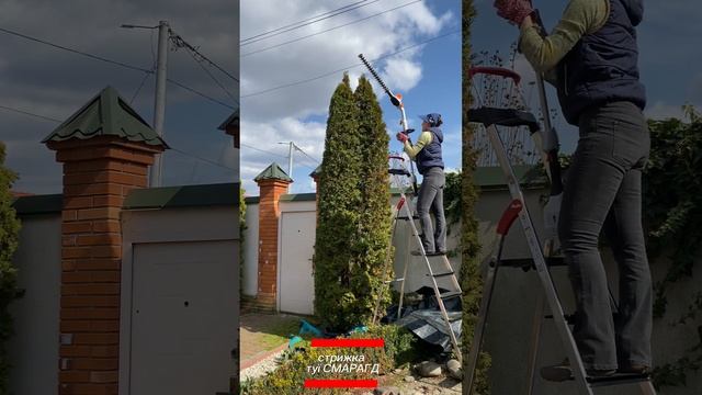 Туя Смарагд 4 м стрижка
