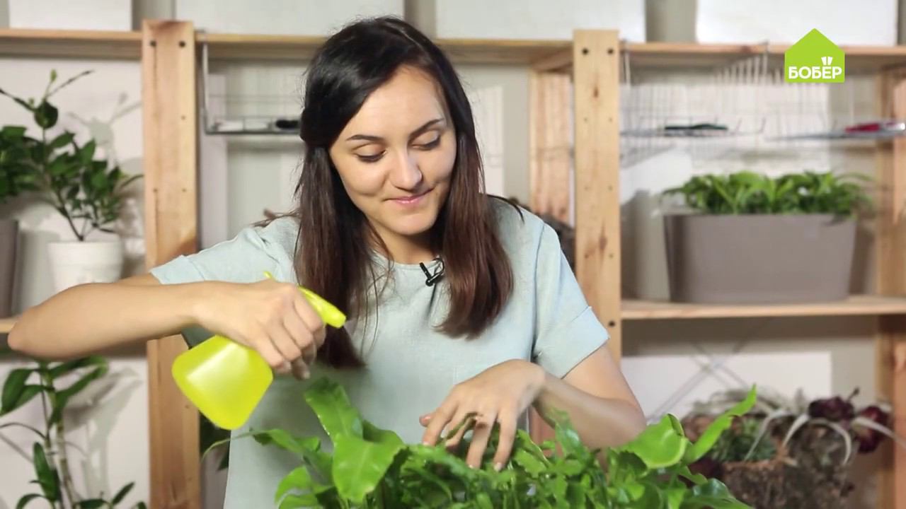 Тропические комнатные папоротники: как правильно ухаживать и пересадить