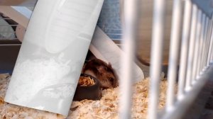 Почему у хомяка может выпадать шерсть?