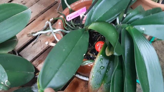 🟣COMO REGO MINHAS PHALAENOPSIS 🌺👆🏽 смотреть онлайн