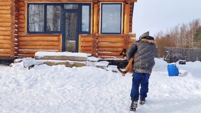 Щенок малинуа охраняет двор ? смотреть онлайн