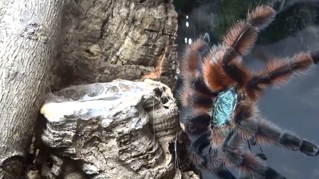 Вот на что Посмотрите, top 10 самых фантастических и красивых пауков