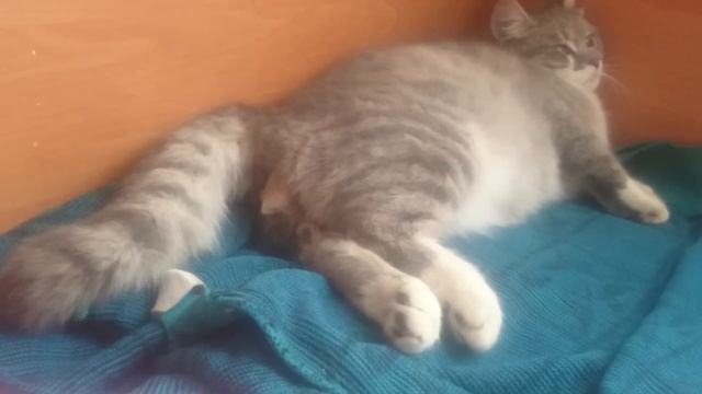 Часть 1 Маруся Родила котенка смотреть онлайн