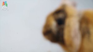 Кролик-баран - Интересные факты о породе | Кролик породы баран