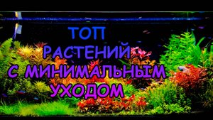 ТОП РАСТЕНИЙ С МИНИМАЛЬНЫМ УХОДОМ #АКВАМЕН