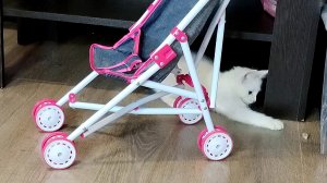 Котенок, который всегда найдет чем поиграть.