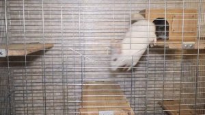 Беговое колесо для шиншиллы – какое выбрать, размеры. Шиншилла бегает в колесе