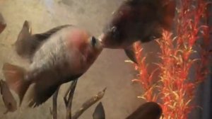 Цихлиды дерутся (Fishes fight)
