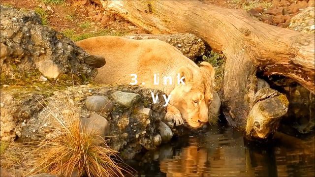 Ten Amazing Facts About Lions (Hunting and Characteristics) смотреть онлайн