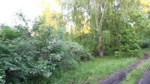 Дикорастущие кустарники